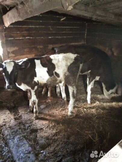 Телята телочки