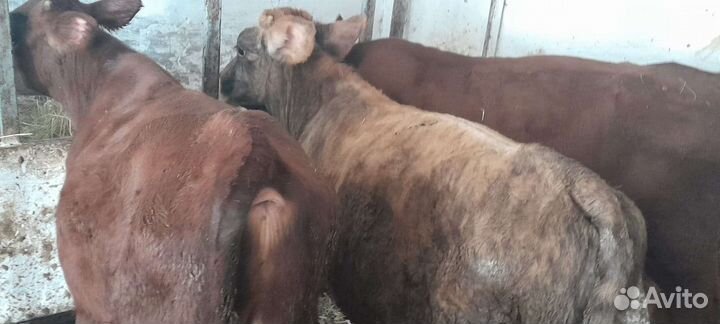Скот Бычки домашнии Мясного направления