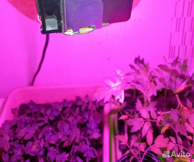 Фитолампа для рассады 30Вт