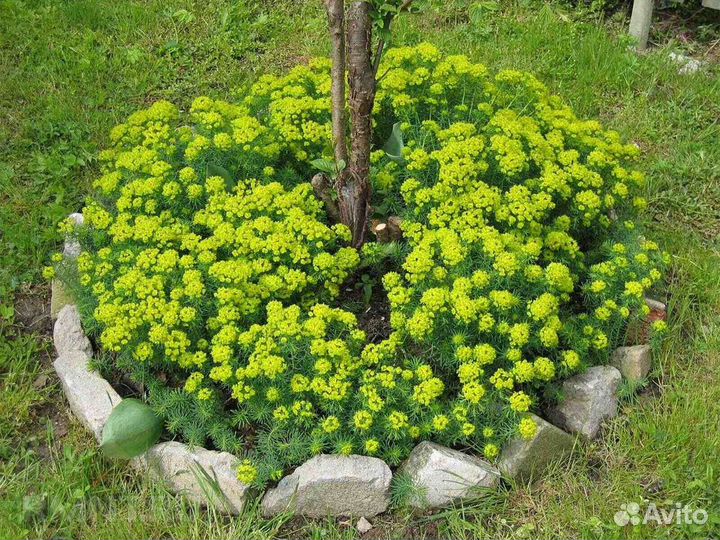 Молочай Кипарисовый