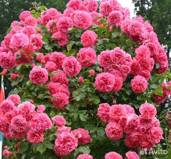 Питомник С принимает заказы на розы шраб