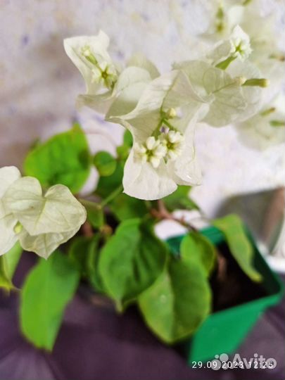 Бугенвиллия