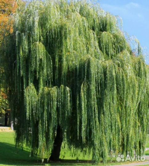 Ива плакучая