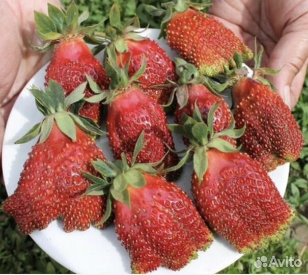 Рассада Клубника сорт Купчиха