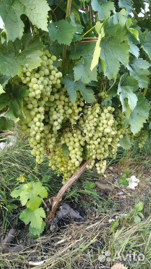 Саженцы персика, абрикоса, винограда, ежевики