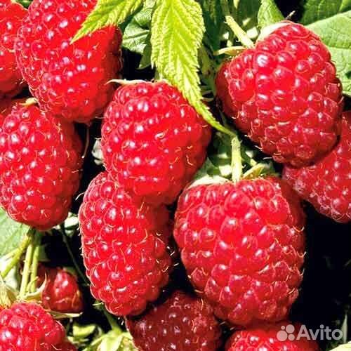 Саженцы штамбовой малины. Каскадной, крупноплодной