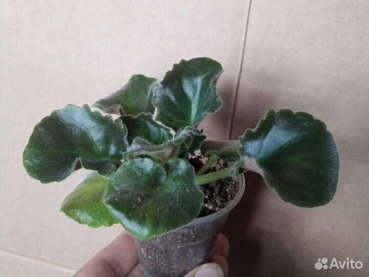 Детки сортовой фиалки