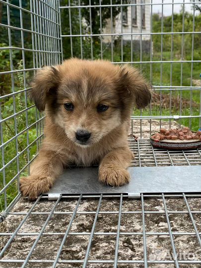 Щенки в добрые руки