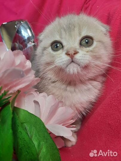 Котенок шиншилла голубой на золоте