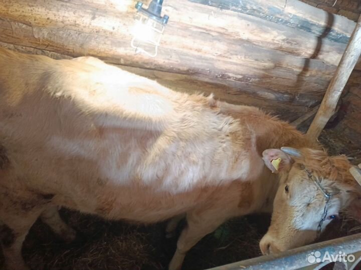 Корова с теленком