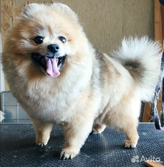 Cтрижка,тримминг(щипка) собак заволга