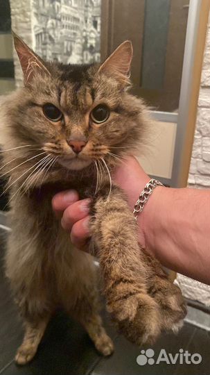 Кошка в дар и кот в дар