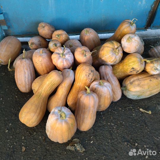 Тыква оптом