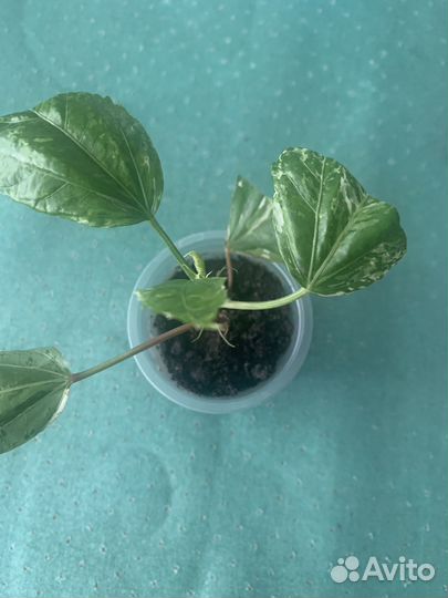 Продам гибискус «снежная королева»