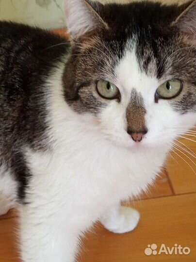 Кошка в дар бесплатно