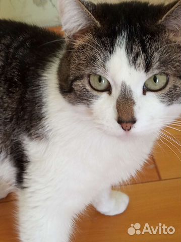 Кошка в дар бесплатно