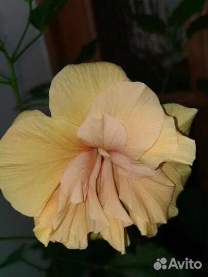 Гибискус комнатный