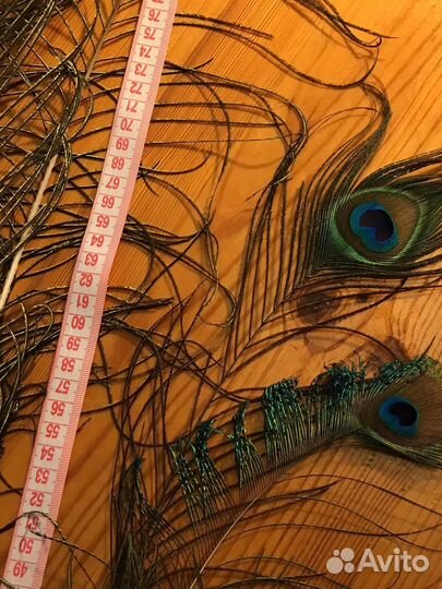 Перо павлина и страуса