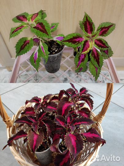 Колеусы вегетативные