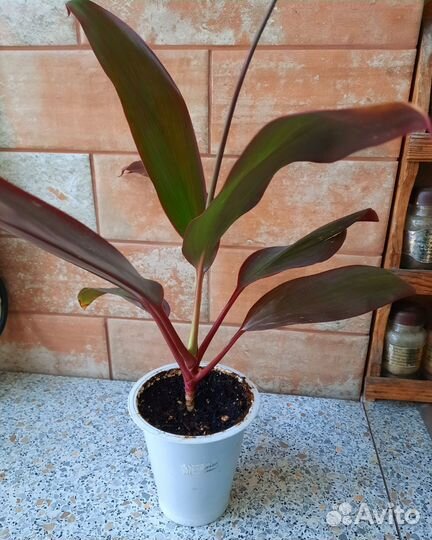 Традесканция зебрина, корделина, драцена, адениум