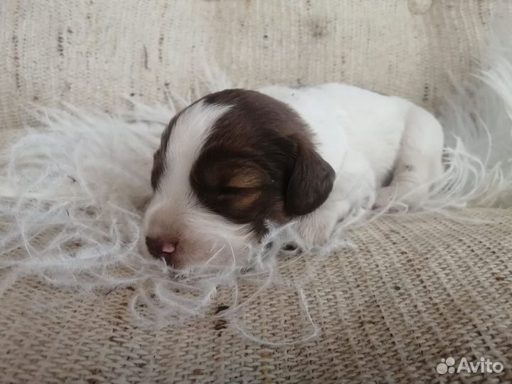 Щенки спаниель