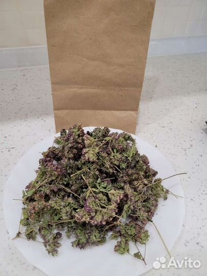 Душица обыкновенная