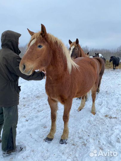 Продам лошадей