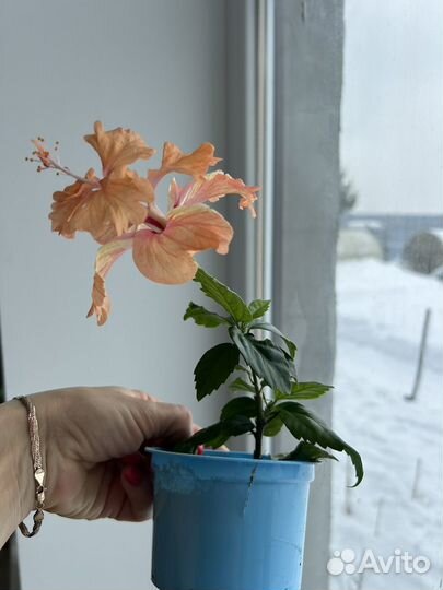 Гибискус