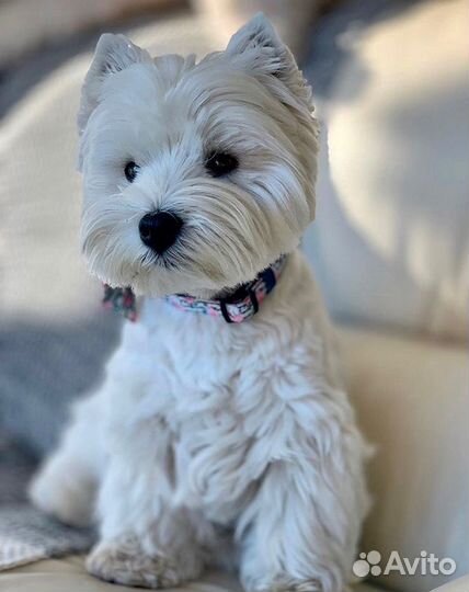 Стрижка собак