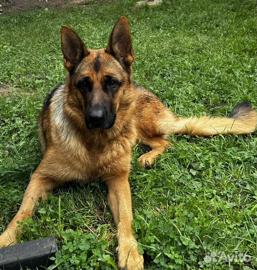 Немецкая овчарка