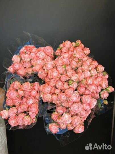 Роза кустовая Оптом и в розницу