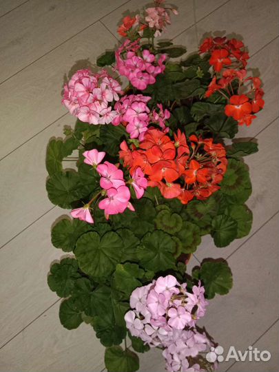 Пеларгония герань