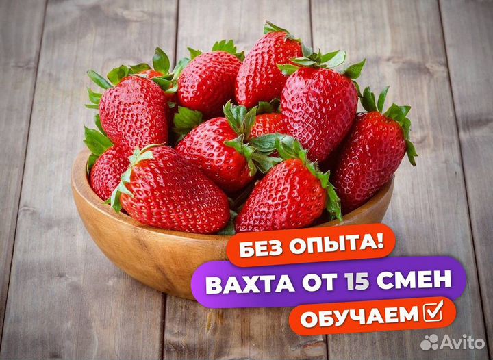 Сборщик клубники вахта с питанием Татарстан