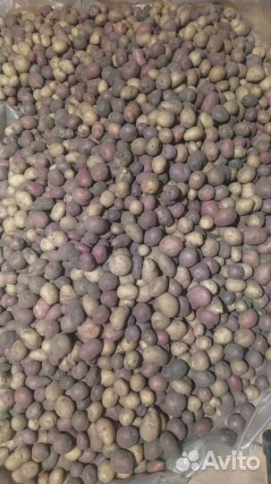 Картофель мелкий и семенной разных цветов и сортов