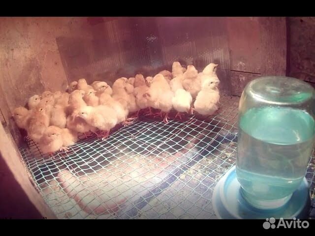 Поилка под банку для птиц