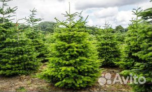 Новогодняя елка оптом и в розницу