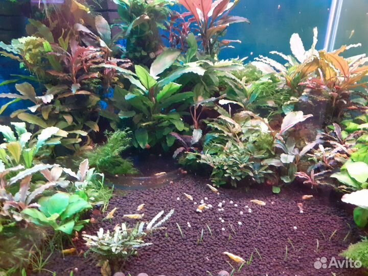 Креветки красный кристалл, неокаридины