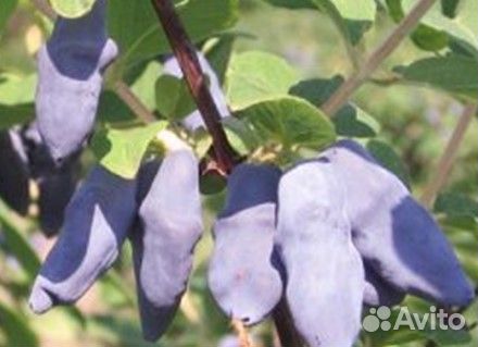 Саженцы жимолости