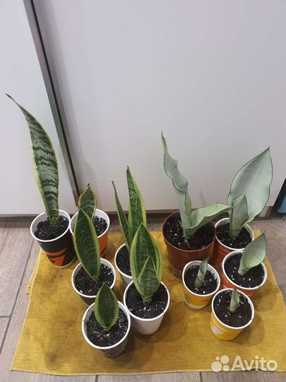 Сансевиерия Муншайн Лауренти Микс