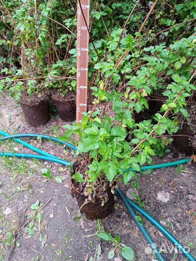 Малина Туламин