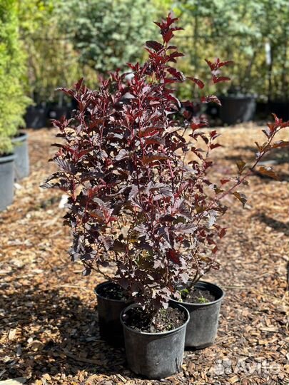 Пузыреплодник калинолистный