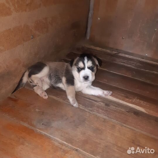 Собаки бесплатно в добрые руки щенки