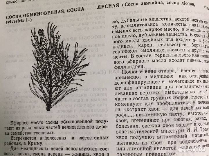 Ароматы здоровья, эфирные масла и растения