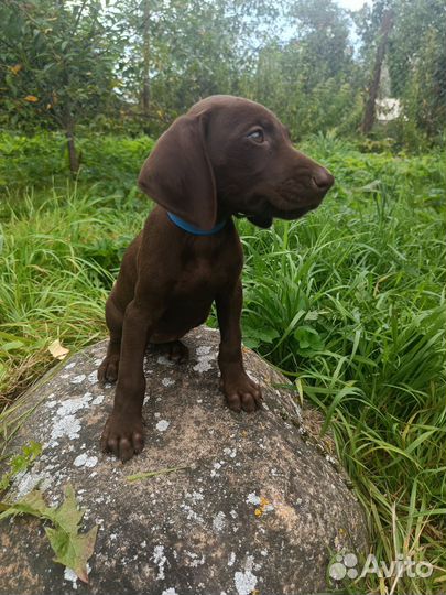 Щенки курцхаара