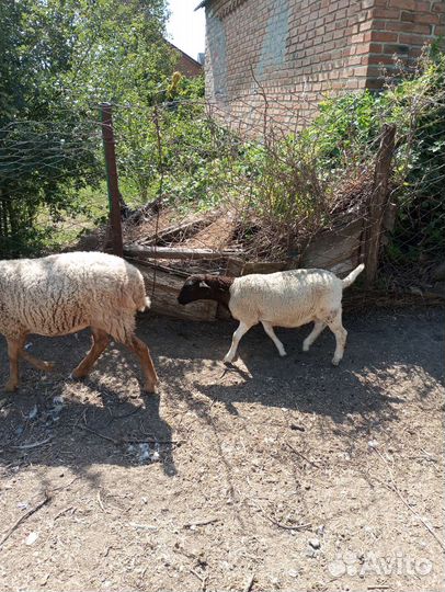Овцы бараны ягнята