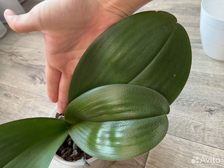 Орхидея фаленопсис Sesame