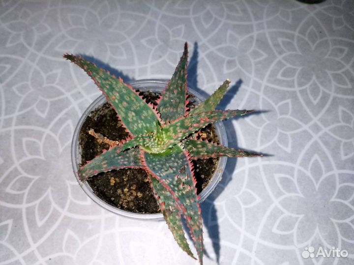 Комнатные растения секкуленты,крассула