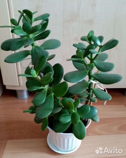 Толстянка Крассула Денежное деревце