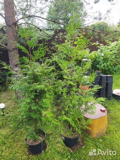 Туя Брабант 100-200 см