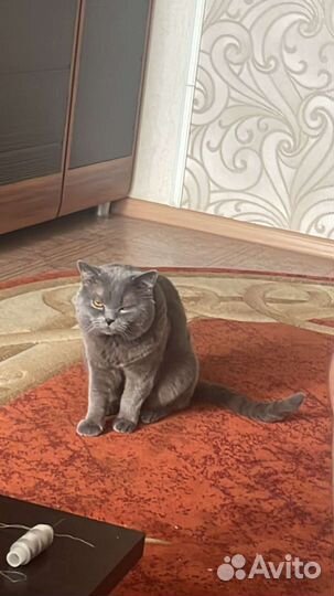 Британская